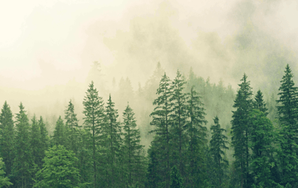 trees and smog